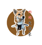 柴犬プロちゃんの日常（個別スタンプ：6）