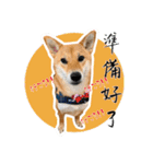 柴犬プロちゃんの日常（個別スタンプ：7）