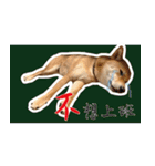 柴犬プロちゃんの日常（個別スタンプ：8）