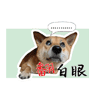 柴犬プロちゃんの日常（個別スタンプ：9）
