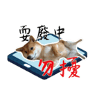 柴犬プロちゃんの日常（個別スタンプ：10）