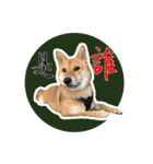 柴犬プロちゃんの日常（個別スタンプ：11）
