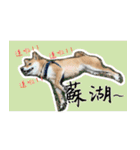 柴犬プロちゃんの日常（個別スタンプ：12）
