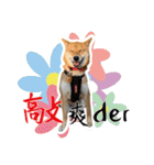 柴犬プロちゃんの日常（個別スタンプ：13）