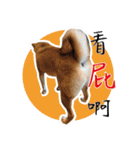 柴犬プロちゃんの日常（個別スタンプ：14）