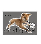 柴犬プロちゃんの日常（個別スタンプ：15）