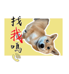 柴犬プロちゃんの日常（個別スタンプ：16）