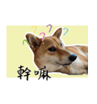 柴犬プロちゃんの日常（個別スタンプ：17）