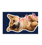 柴犬プロちゃんの日常（個別スタンプ：18）
