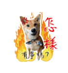 柴犬プロちゃんの日常（個別スタンプ：20）