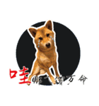 柴犬プロちゃんの日常（個別スタンプ：21）