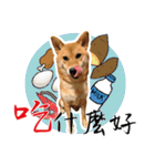柴犬プロちゃんの日常（個別スタンプ：22）