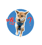 柴犬プロちゃんの日常（個別スタンプ：23）