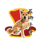 柴犬プロちゃんの日常（個別スタンプ：24）