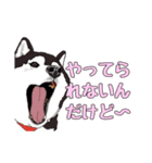 柴犬フェイフォン（個別スタンプ：6）