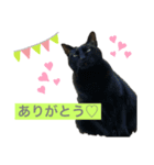 でぶにゃんこ Meiちゃん（個別スタンプ：3）