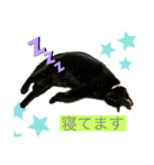 でぶにゃんこ Meiちゃん（個別スタンプ：4）