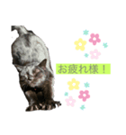 でぶにゃんこ Meiちゃん（個別スタンプ：5）