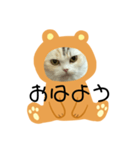 ココニャン（個別スタンプ：1）