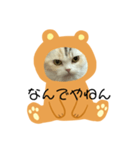 ココニャン（個別スタンプ：2）
