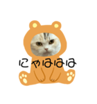 ココニャン（個別スタンプ：3）