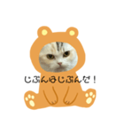 ココニャン（個別スタンプ：5）