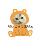 ココニャン（個別スタンプ：6）