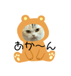 ココニャン（個別スタンプ：7）