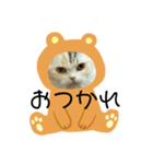 ココニャン（個別スタンプ：8）