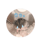 かわいい♡もこもこ♡スタンプ（個別スタンプ：11）