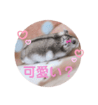 かわいい♡もこもこ♡スタンプ（個別スタンプ：17）