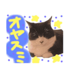 いろいろなめりー（個別スタンプ：19）