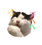 猫のもふさんスタンプその2（個別スタンプ：1）
