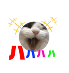 猫のもふさんスタンプその2（個別スタンプ：2）
