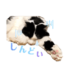 猫のもふさんスタンプその2（個別スタンプ：3）