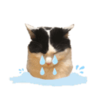 猫のもふさんスタンプその2（個別スタンプ：4）