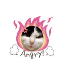 猫のもふさんスタンプその2（個別スタンプ：10）