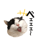 猫のもふさんスタンプその2（個別スタンプ：11）