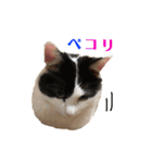 猫のもふさんスタンプその2（個別スタンプ：12）