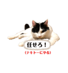 猫のもふさんスタンプその2（個別スタンプ：13）