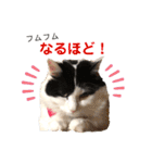 猫のもふさんスタンプその2（個別スタンプ：14）