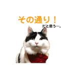 猫のもふさんスタンプその2（個別スタンプ：15）