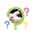 猫のもふさんスタンプその2（個別スタンプ：16）