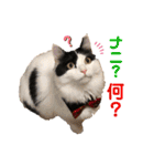 猫のもふさんスタンプその2（個別スタンプ：17）