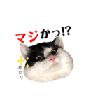 猫のもふさんスタンプその2（個別スタンプ：19）
