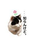 猫のもふさんスタンプその2（個別スタンプ：20）