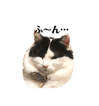 猫のもふさんスタンプその2（個別スタンプ：21）