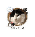 猫のもふさんスタンプその2（個別スタンプ：25）