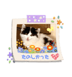 猫のもふさんスタンプその2（個別スタンプ：26）