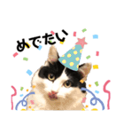 猫のもふさんスタンプその2（個別スタンプ：27）